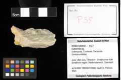 Foto (Objekt + Etiketten) von Eodromites sp. 